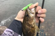 禁止活饵钓鱼对路亚钓鱼的影响（保护水域生态，促进可持续发展）