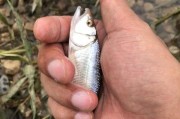 老城之水-永年县能否用路亚钓鱼？（探索传统渔村与现代钓法的奇妙融合）