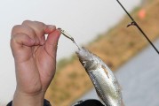 路亚亮片钓鱼的最佳天气条件（钓鱼达人揭秘，路亚亮片在何种天气下表现最佳！）