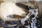 以路亚钓鱼，为什么死鱼比活鱼更忌讳（揭秘路亚钓鱼中活鱼与死鱼的误区）