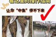 雨天钓鱼的最佳路亚饵选择（提供给钓友的雨天路亚饵推荐和使用技巧）