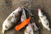 探秘陵水新村港钓鱼路亚钓点的鱼情天地（畅游清澈海水，感受路亚钓鱼的乐趣与挑战）