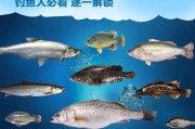 寻找理想的水情，打造路亚钓鱼乐园（选择合适的水情，让路亚钓鱼事半功倍）