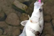 大狼沟河畔的路亚钓鱼之旅（探寻大狼沟河水下的丰富鱼群乐趣）