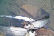 水库钓鱼之路亚技巧（探索水库鱼群的最佳路亚钓法）