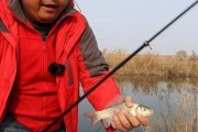 路亚钓鱼口很小是怎么回事？（探究路亚钓鱼口小的原因与应对方法）
