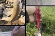 禁止路亚钓鱼的法律规定及其影响（保护水生生物资源的重要举措——禁止路亚钓鱼）