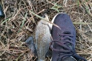 现在能不能打路亚钓鱼？（探究现代技术对路亚钓鱼的影响）