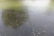 黑坑下雨路亚的钓鱼技巧（掌握降雨时的路亚技巧，成就高效钓鱼体验）