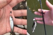 以路亚竿钓鱼的关键鱼食（发掘最有效的鱼食选择）