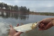 鱼塘钓鱼的最佳选择——路亚技巧（解析路亚在鱼塘钓鱼中的优势和策略）