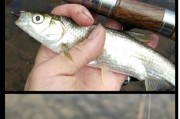 柳江路亚钓鱼的最佳假饵料选择（以柳江路亚为例，探索最适合的假饵料种类与技巧）