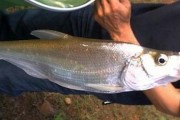 以路亚翘嘴鱼最佳钓鱼方法（掌握技巧，提升钓鱼水平）