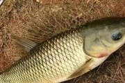 水库钓鱼之路亚技巧全解析（以水库钓鱼用路亚可以钓草鱼吗？探秘钓草鱼的绝佳选择）