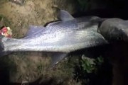 夜钓路亚的最佳水温（探索鱼群活动规律，找准适合的温度）