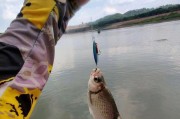东江路亚竿钓鱼最佳钓点揭秘（探寻钓鱼宝地，尽在东江路亚竿钓点）