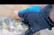 如何选择以路亚钓鱼的最佳时间（路亚钓鱼时间选择的关键要素及技巧）