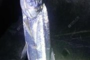 青塘钓鱼点周边野钓路亚攻略（探索青塘钓鱼点附近的最佳路亚钓鱼点，享受野外钓鱼的乐趣）