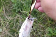 如何选择适合路亚钓鱼的最佳饵料（探索路亚钓鱼中最有效的饵料选择与应用技巧）