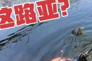 解析路亚钓鱼中的鱼咬不上钩的原因（探讨鱼咬不上钩的背后隐藏的问题与解决方法）