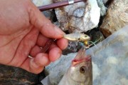 海边钓鱼之路亚钩的应用技巧（掌握路亚钩的魅力，提升海边钓鱼技术水平）