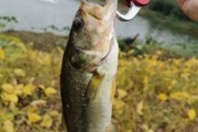 夏日钓鱼的十句口诀之路亚技巧（提升夏季钓鱼技巧的有效方法和技巧）