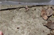 儿童路亚钓鱼竿钓白条的技巧与经验（亲子垂钓之旅，探索白条的秘密）