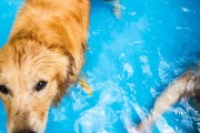 金毛犬的游泳指南（教你如何让金毛犬安全、快乐地游泳）