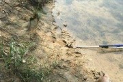 路亚钓鱼技巧（助你轻松抓住一对精美鱼儿，尽显钓技高手风范）