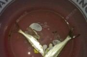 夜幕下的路亚钓鱼之秘——探寻夜晚的鱼群活动规律（以路亚钓法争夺夜晚的丰收，了解夜间钓鱼的诀窍）