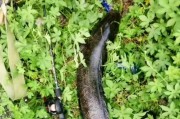玩转路亚水滴轮，轻松钓到黑鱼的技巧（掌握关键技巧，提高钓鱼成功率）