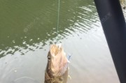 水库钓鱼新趋势（水库钓鱼新技术，路亚钓法逐渐流行起来）
