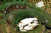 以鲢鳙为目标的路亚钓鱼技巧（探索最有效的路亚钓鱼饵料，提高钓获率）