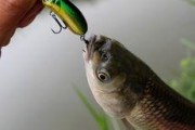 以路亚钓鱼鱼饵的使用技巧与效果优化（提升路亚钓鱼鱼饵的使用效果，从技巧到实践，一网打尽）
